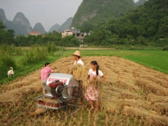 Rijst verwerken in de omgeving Yangshuo